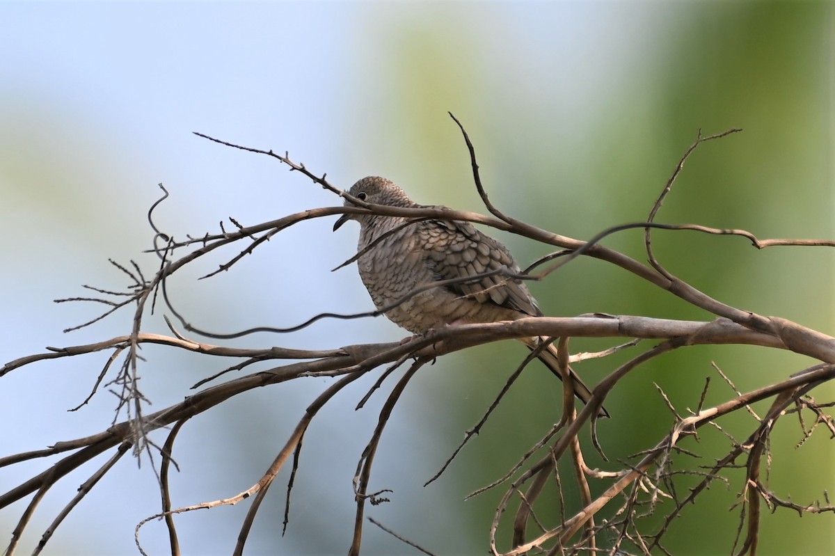 Inca Dove - Gil Aburto-Avila