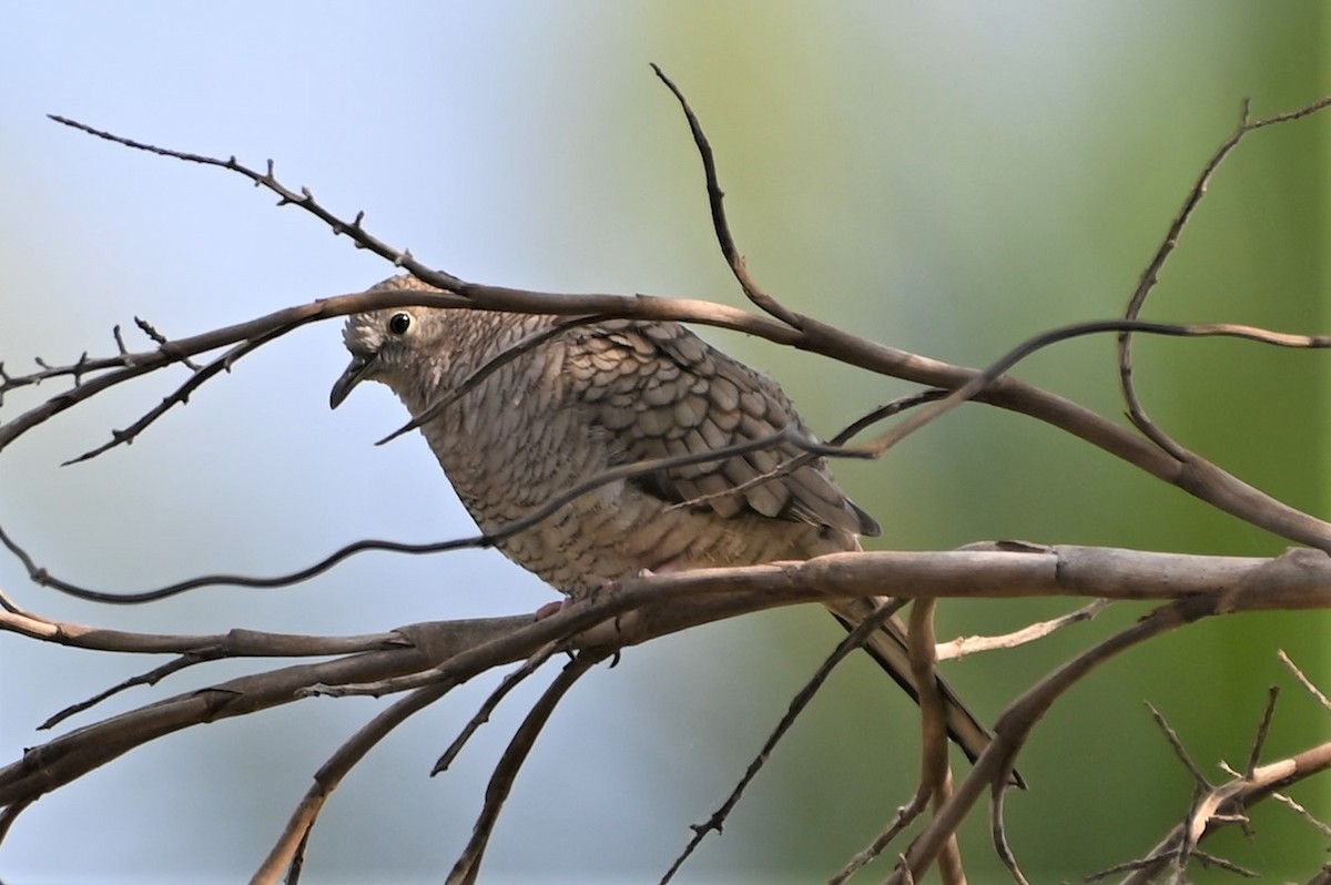 Inca Dove - Gil Aburto-Avila