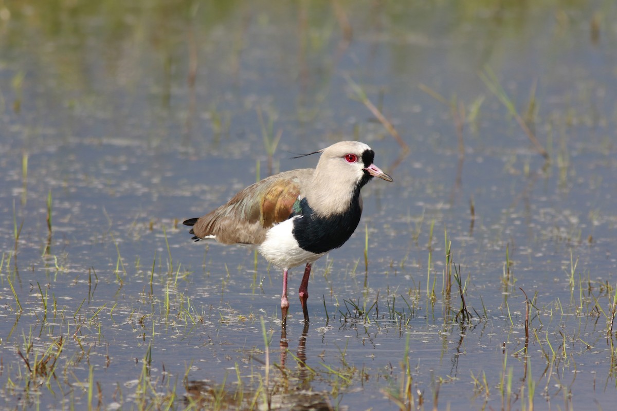 Southern Lapwing - ML556977971