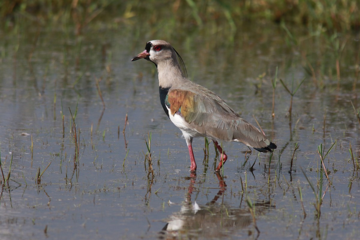 Southern Lapwing - ML556977991