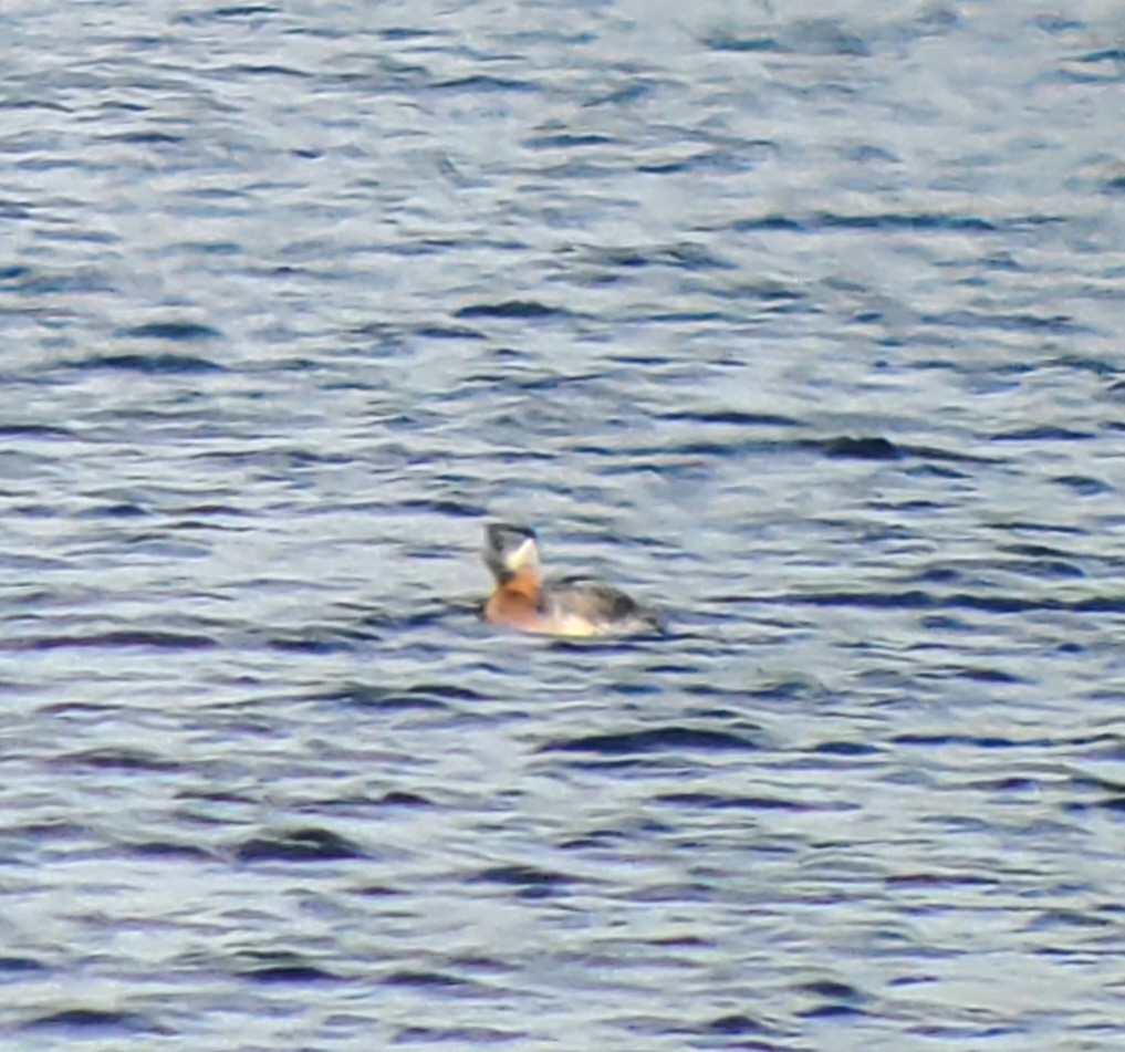 Red-necked Grebe - ML556978001