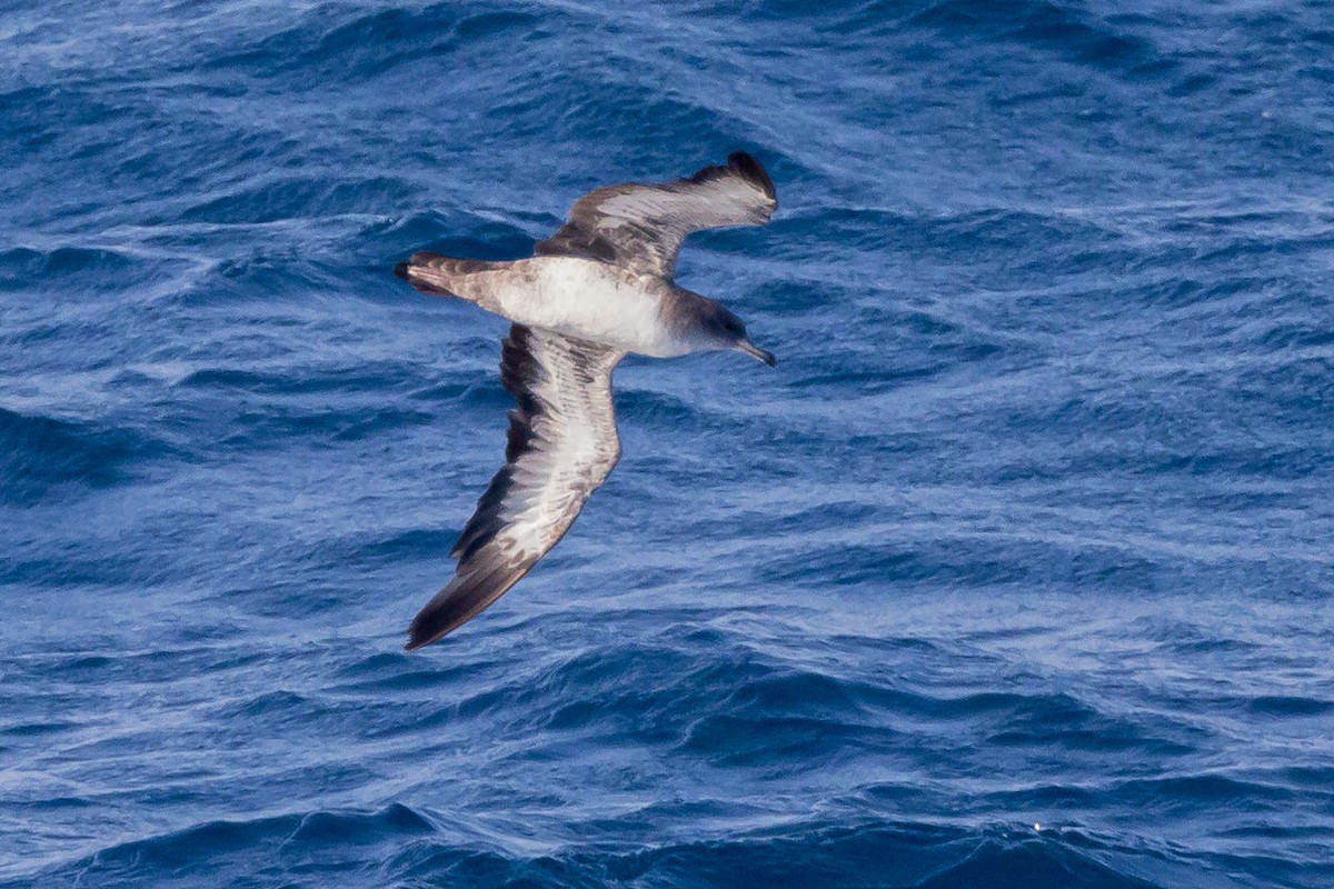 Pink-footed Shearwater - ML556978061