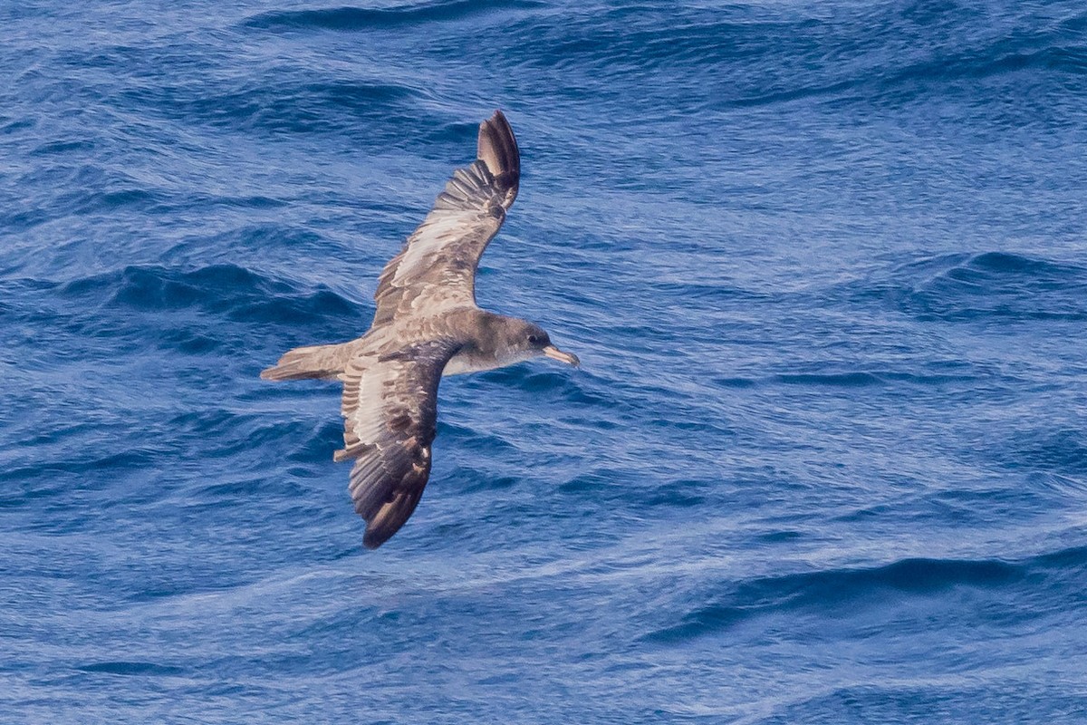 Pink-footed Shearwater - ML556978071