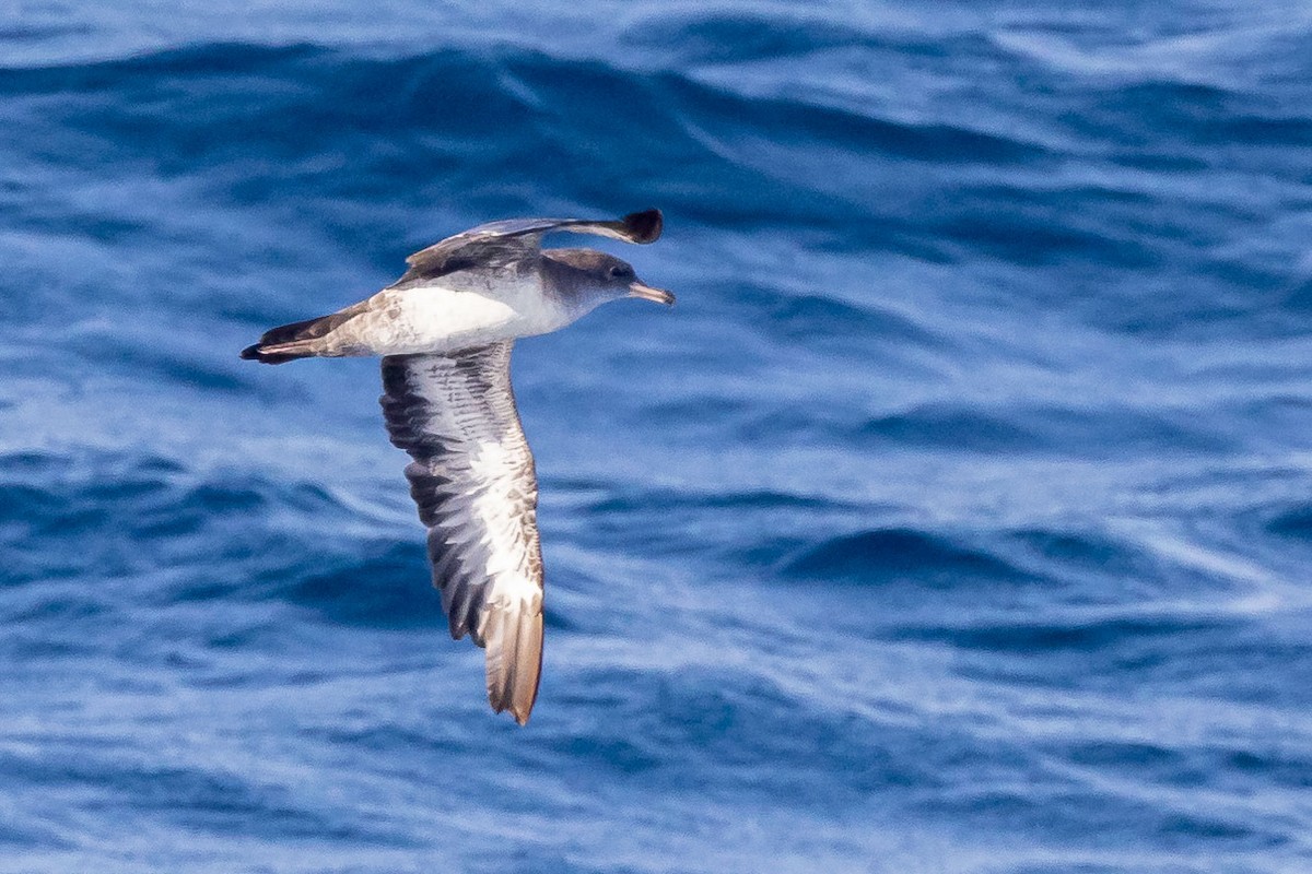 Pink-footed Shearwater - ML556978081