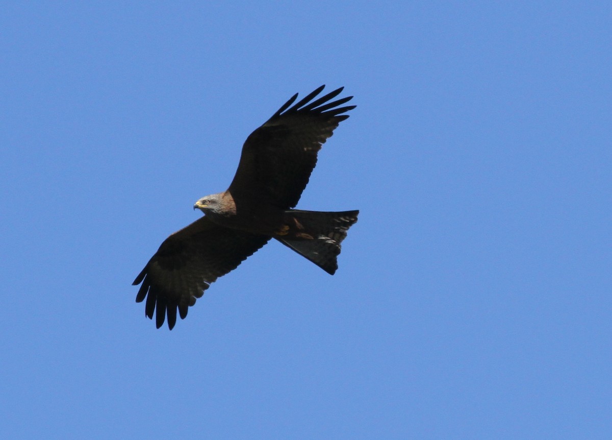 Black Kite - ML556978201