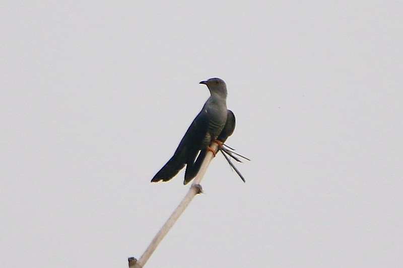 Oriental Cuckoo - ML55697821