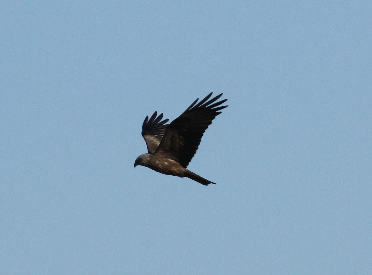 Black Kite - ML556978231