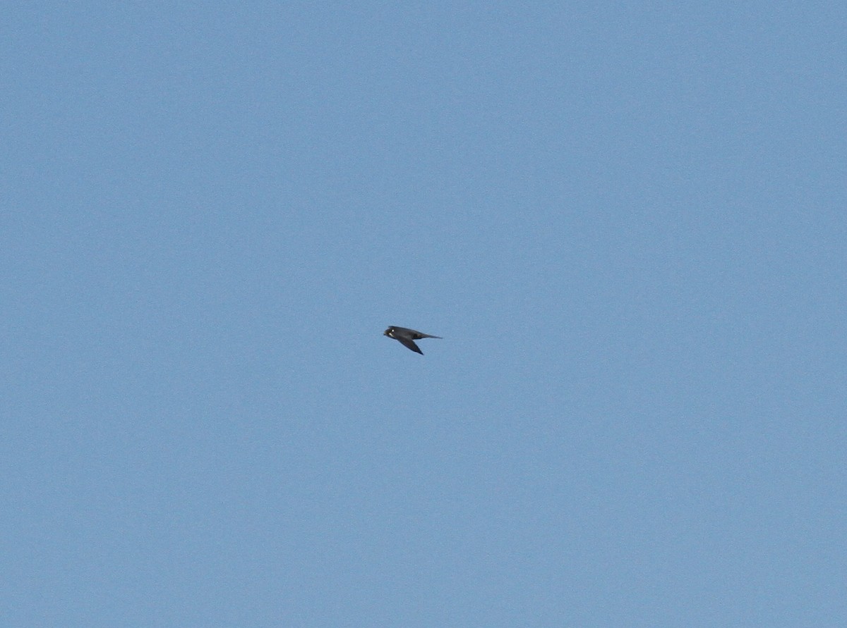 Eurasian Hobby - ML556978371