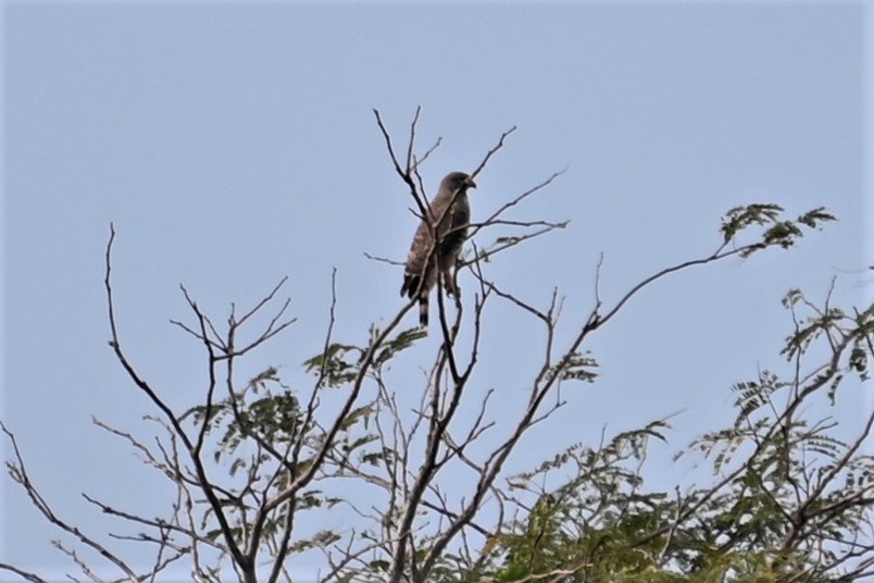 Roadside Hawk - Gil Aburto-Avila