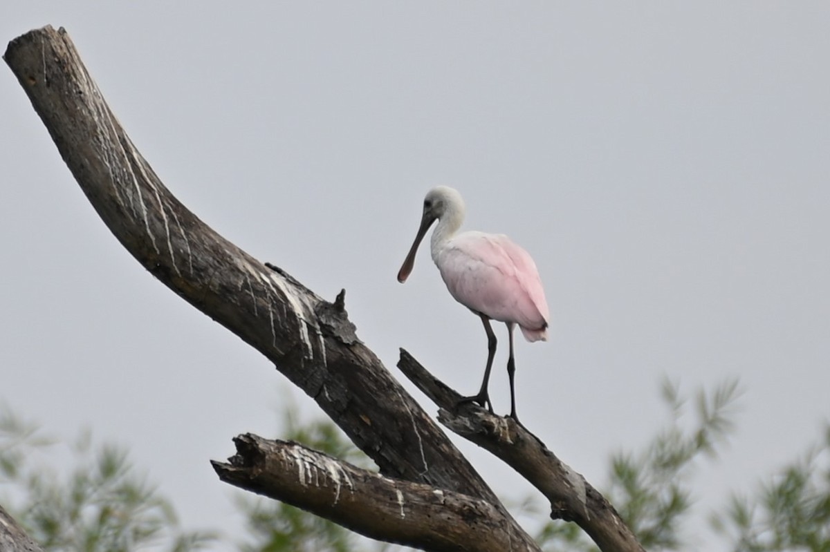 Roseate Spoonbill - Gil Aburto-Avila