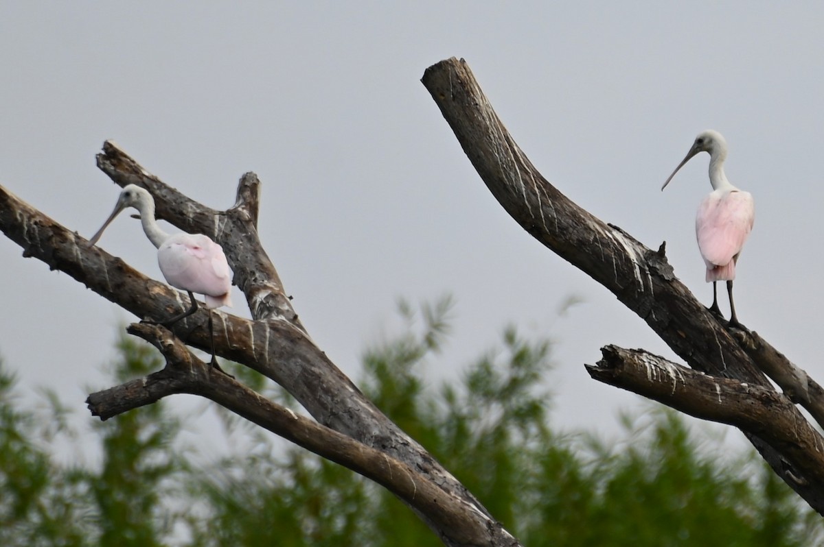 Roseate Spoonbill - Gil Aburto-Avila