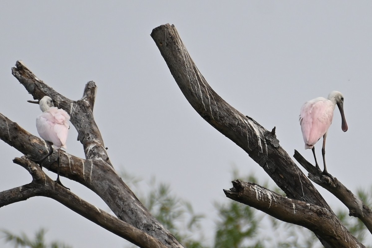 Roseate Spoonbill - Gil Aburto-Avila