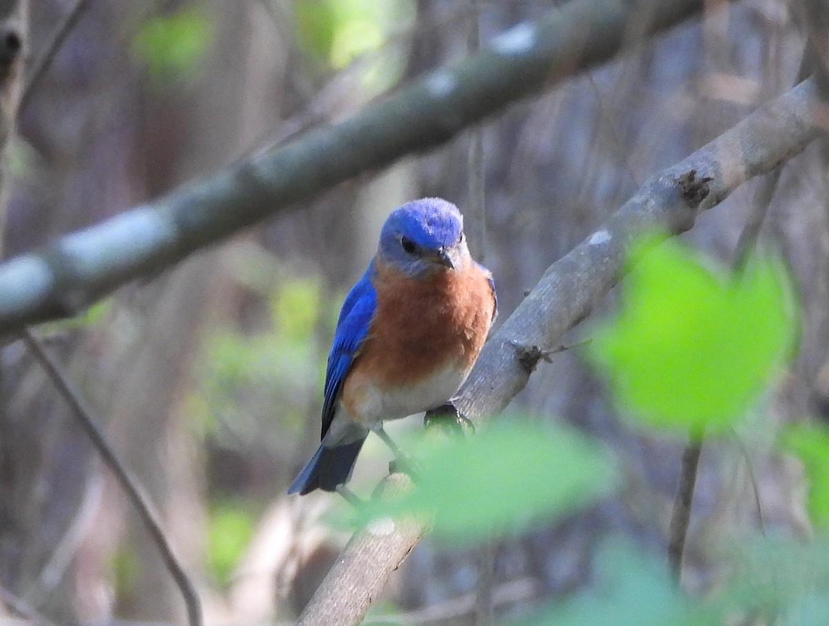 Eastern Bluebird - ML556978501