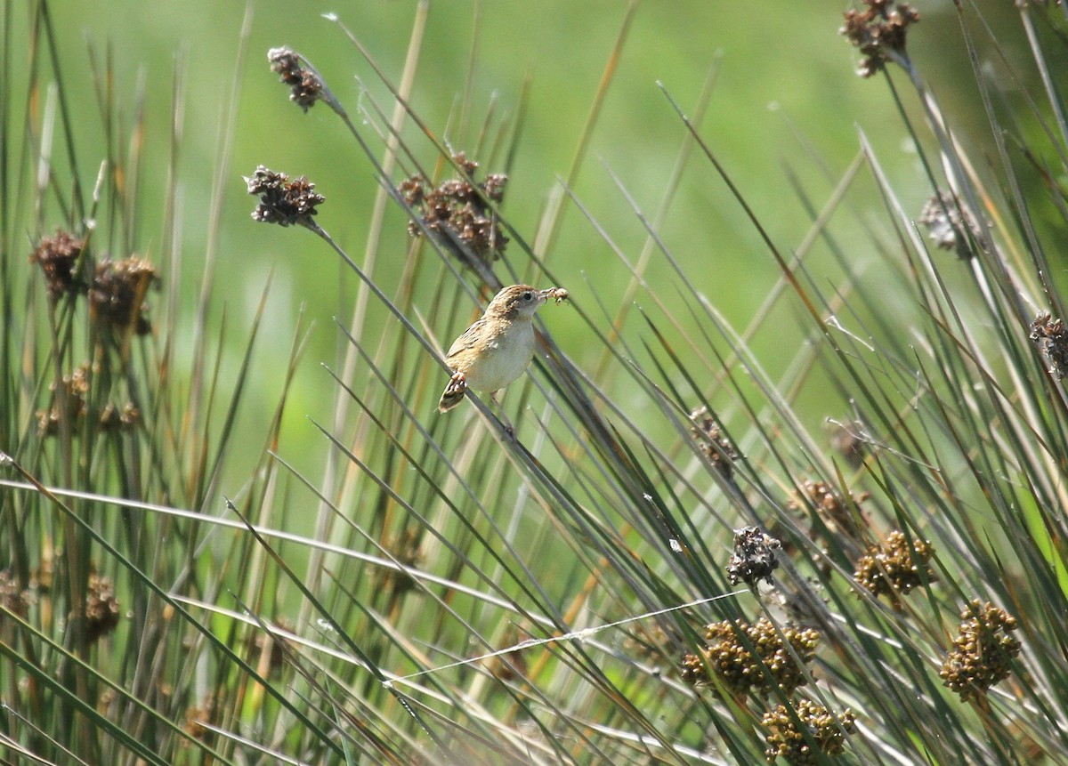 Zitting Cisticola - ML556978561