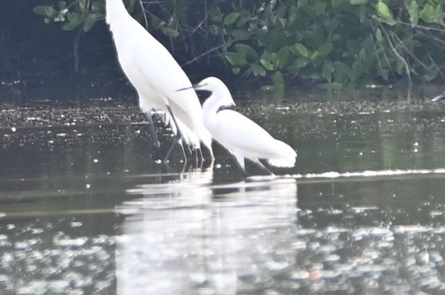 Snowy Egret - Gil Aburto-Avila