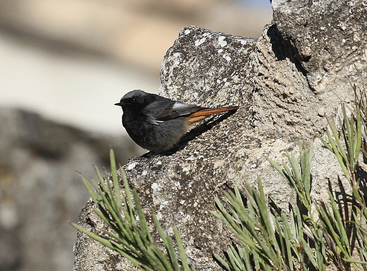 Black Redstart - ML556978711