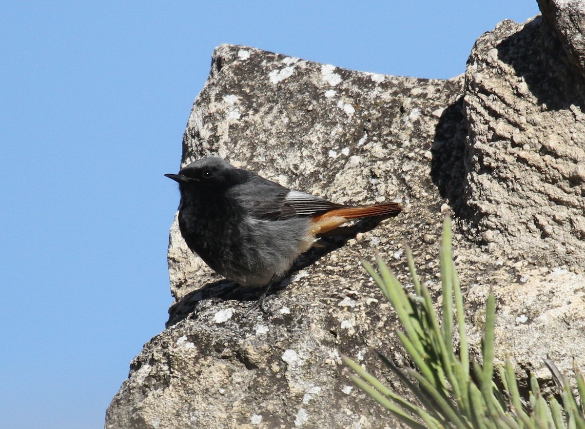 Black Redstart - ML556978721