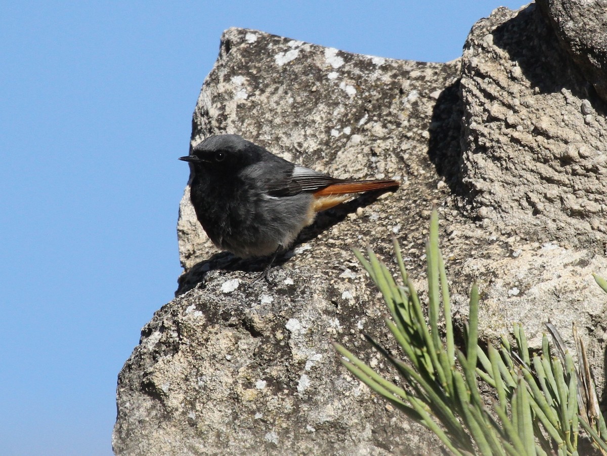 Black Redstart - ML556978731