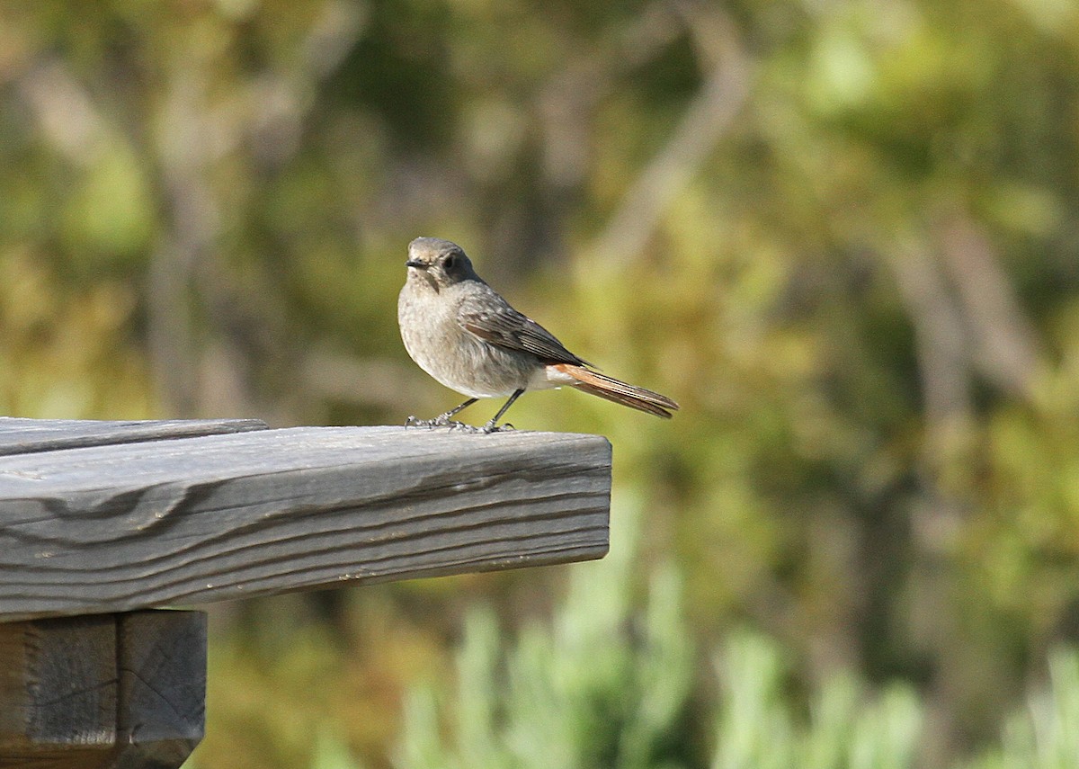 Black Redstart - ML556978741