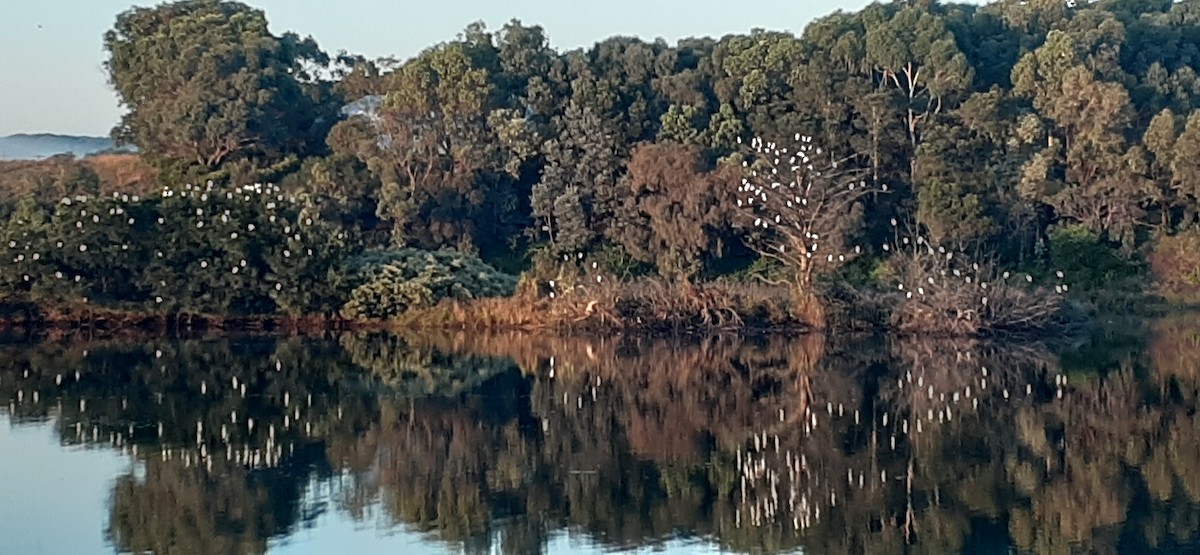 Eastern Cattle-Egret - ML556978981