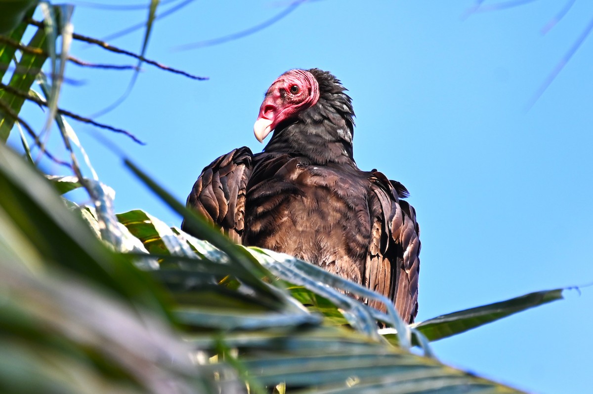 Turkey Vulture - Gil Aburto-Avila