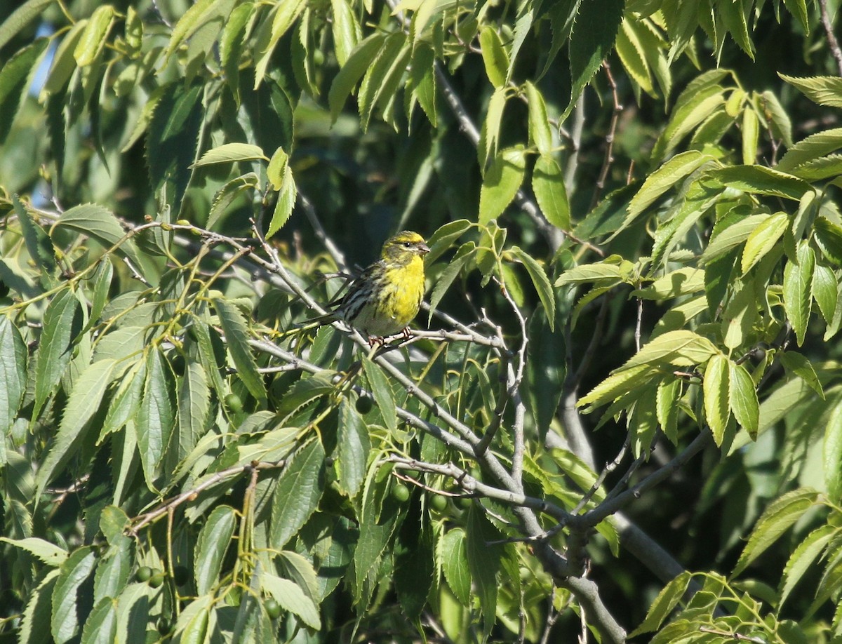 European Serin - ML556979081