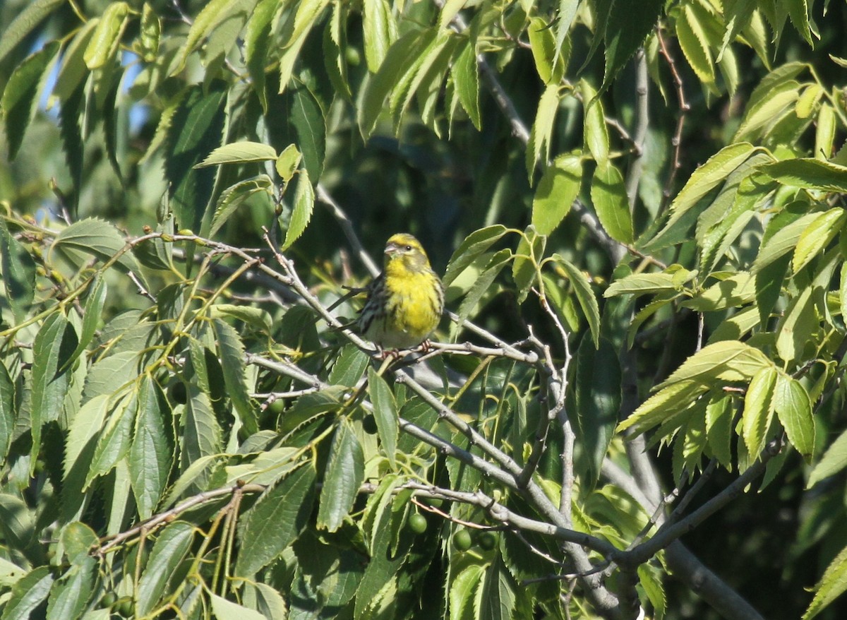 European Serin - ML556979091