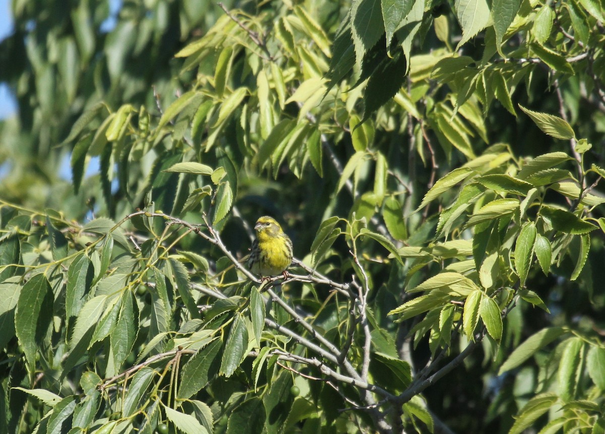 European Serin - ML556979101