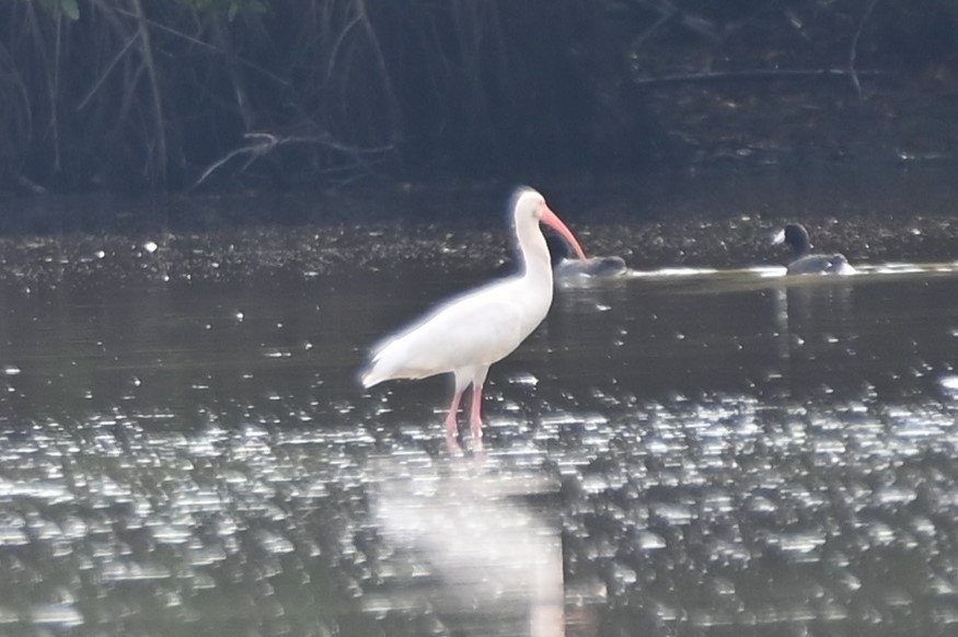 White Ibis - Gil Aburto-Avila