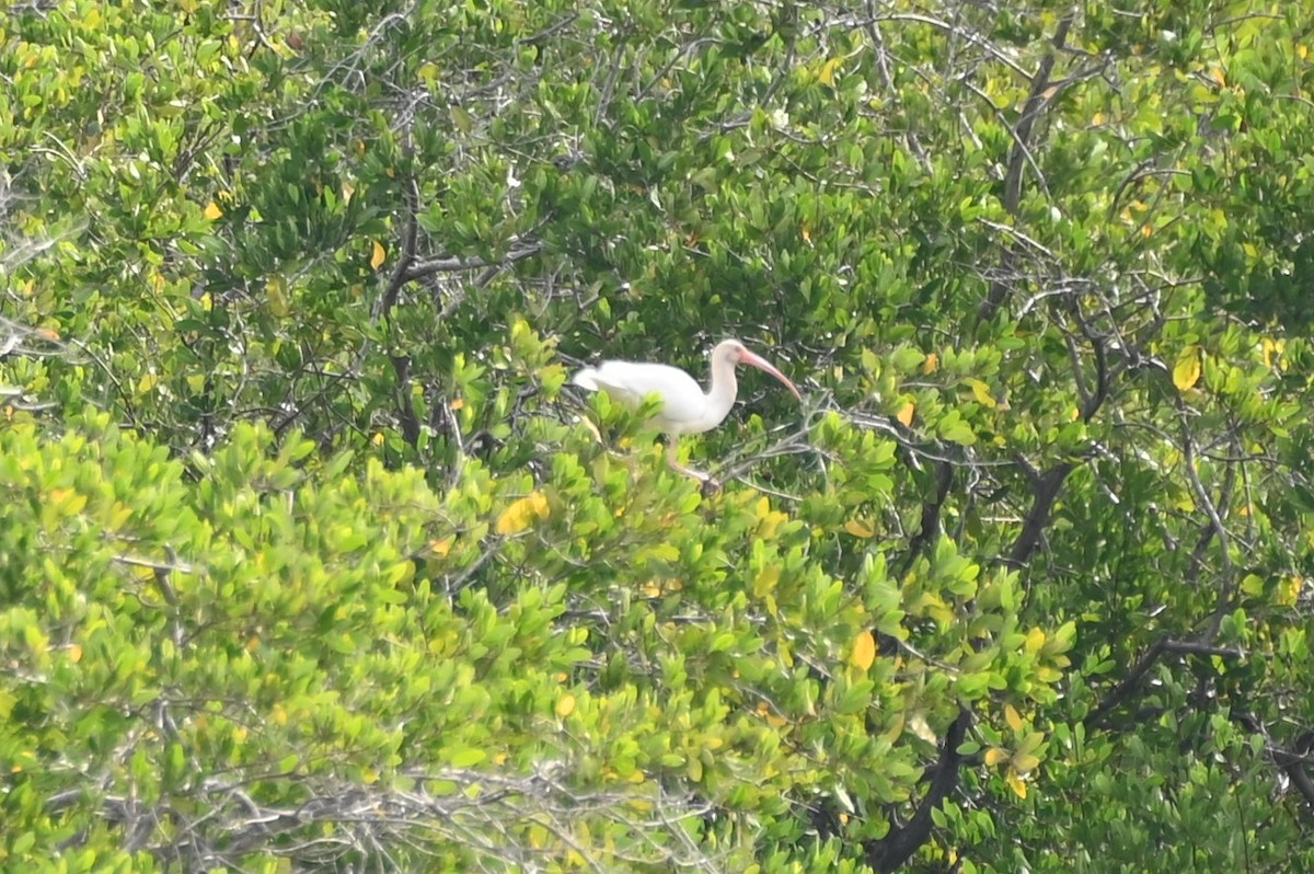 White Ibis - ML556979131