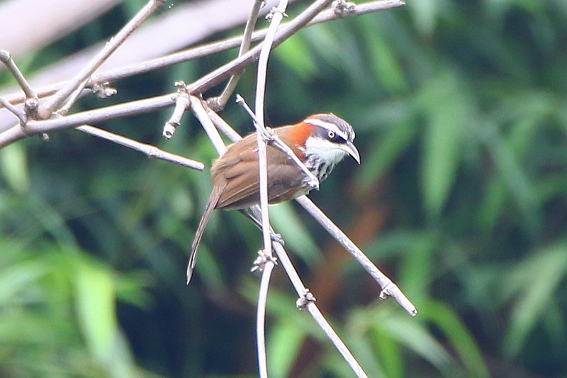 Taiwan Scimitar-Babbler - ML55697921