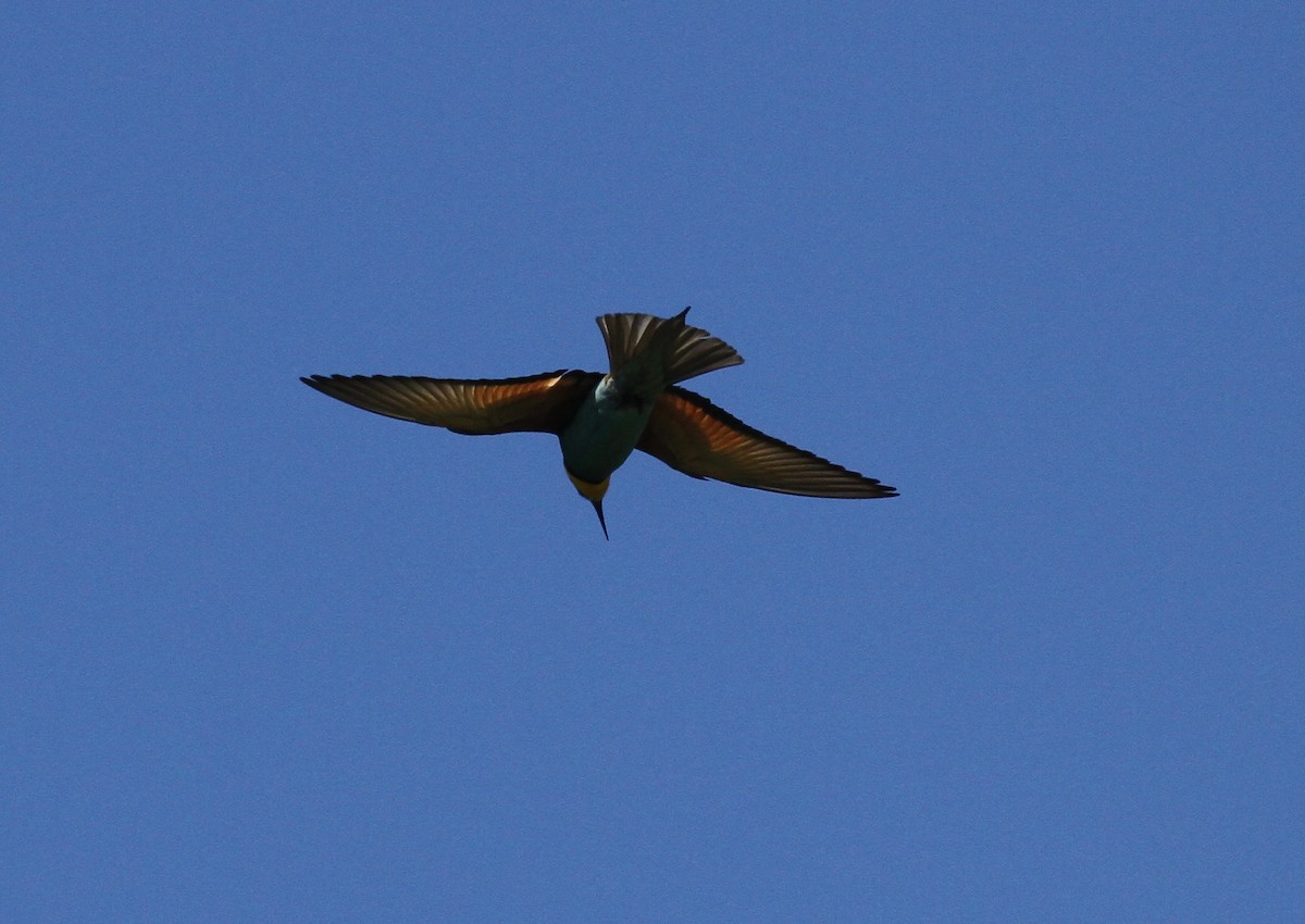 European Bee-eater - ML556979511