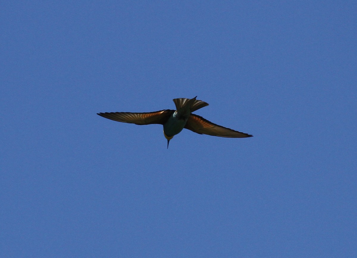 European Bee-eater - ML556979521