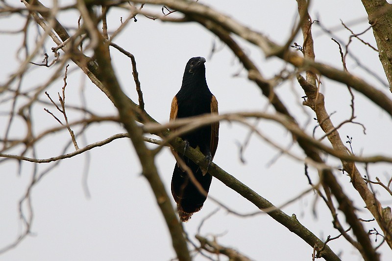 Lesser Coucal - Roland Lo