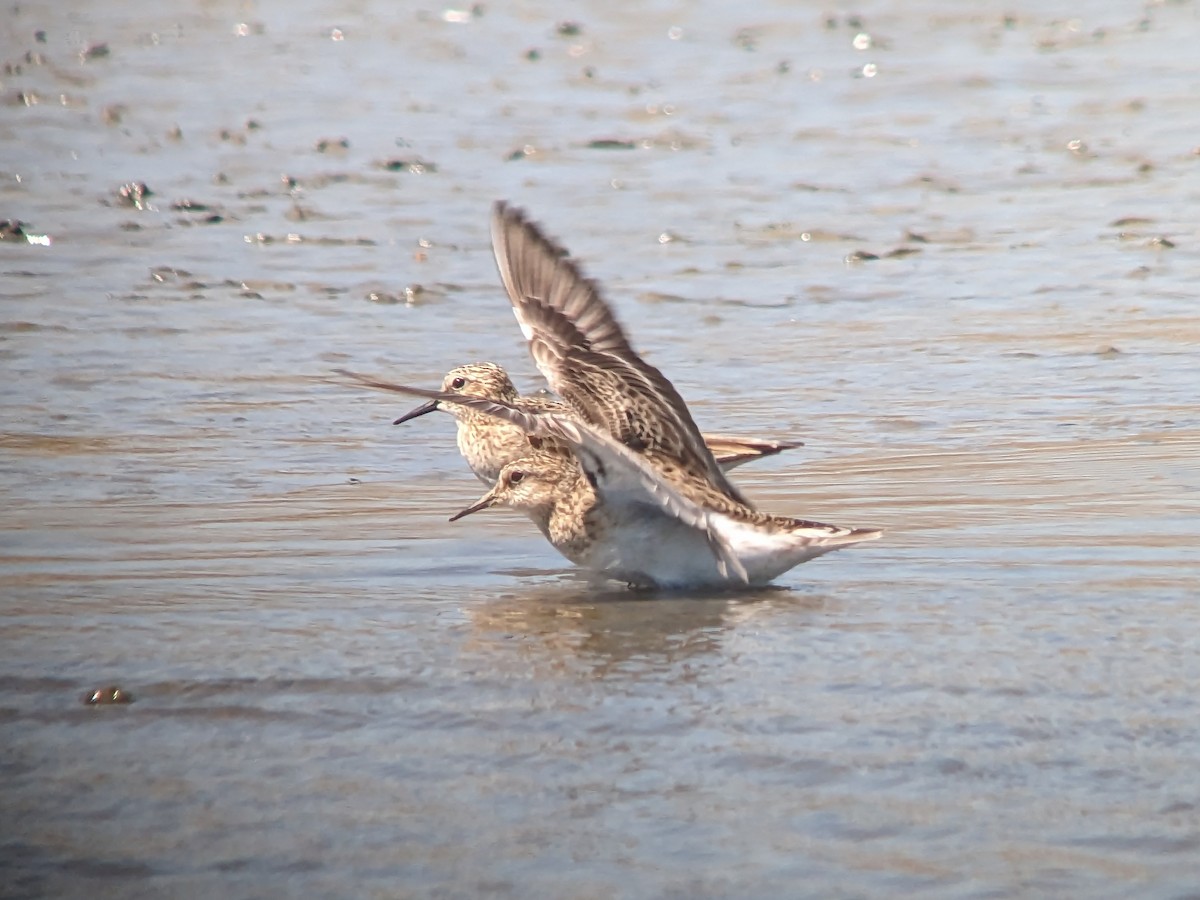 Baird's Sandpiper - ML556979721