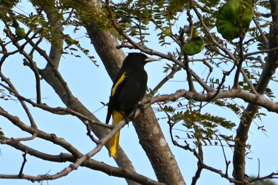 Yellow-winged Cacique - Gil Aburto-Avila