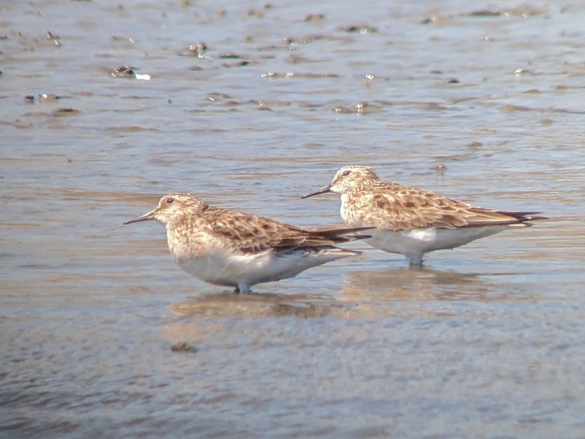 Baird's Sandpiper - ML556979831