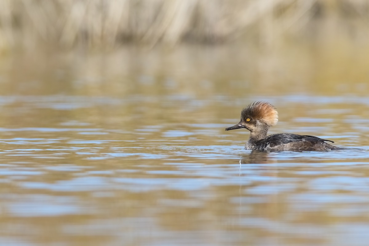 Hooded Merganser - Scott Carpenter