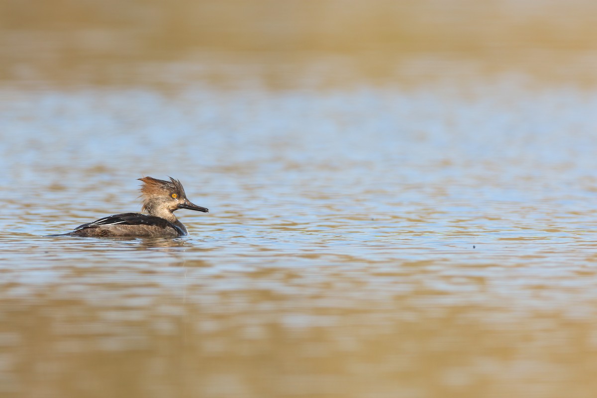 Hooded Merganser - Scott Carpenter