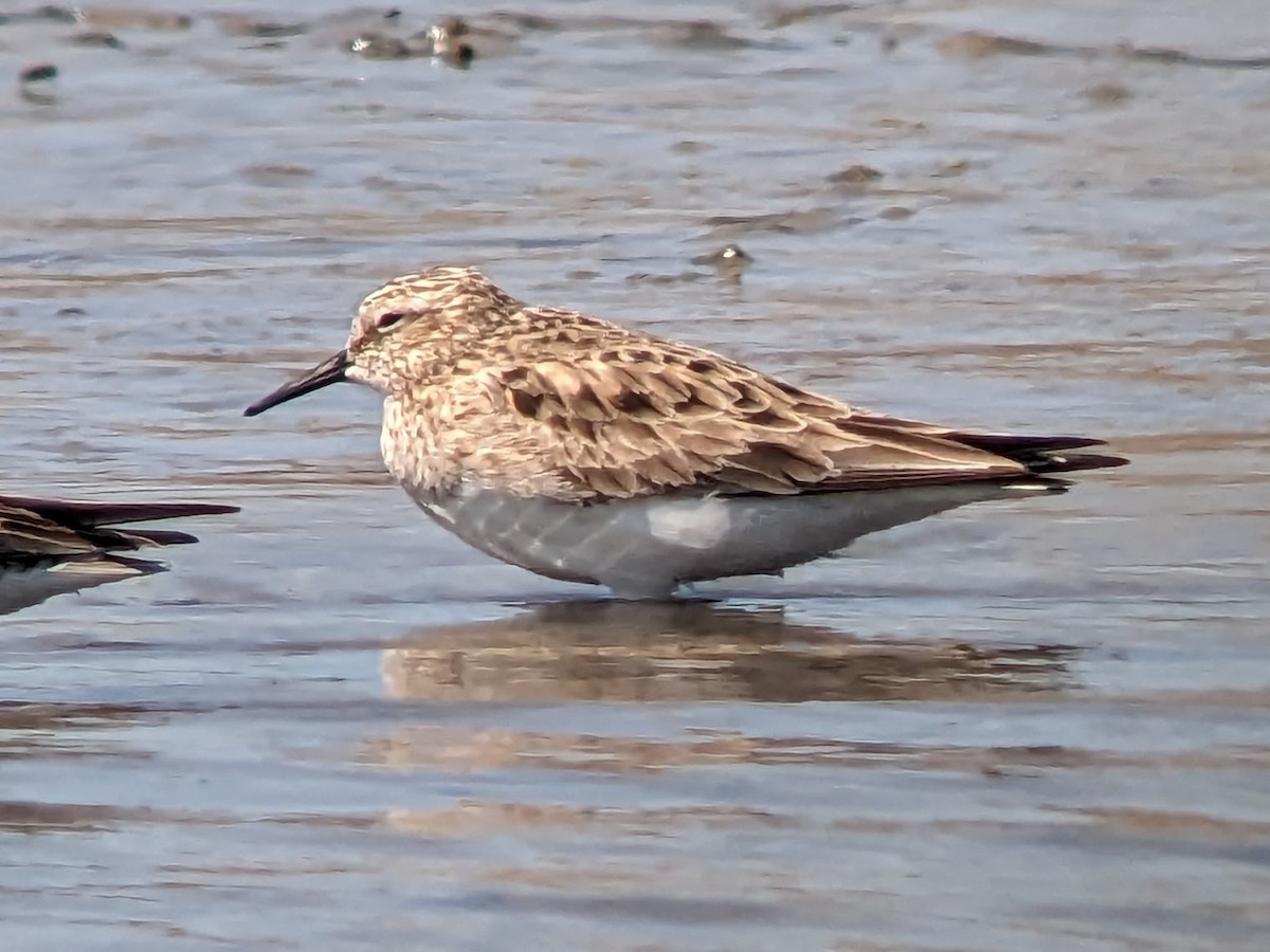 Baird's Sandpiper - ML556979991