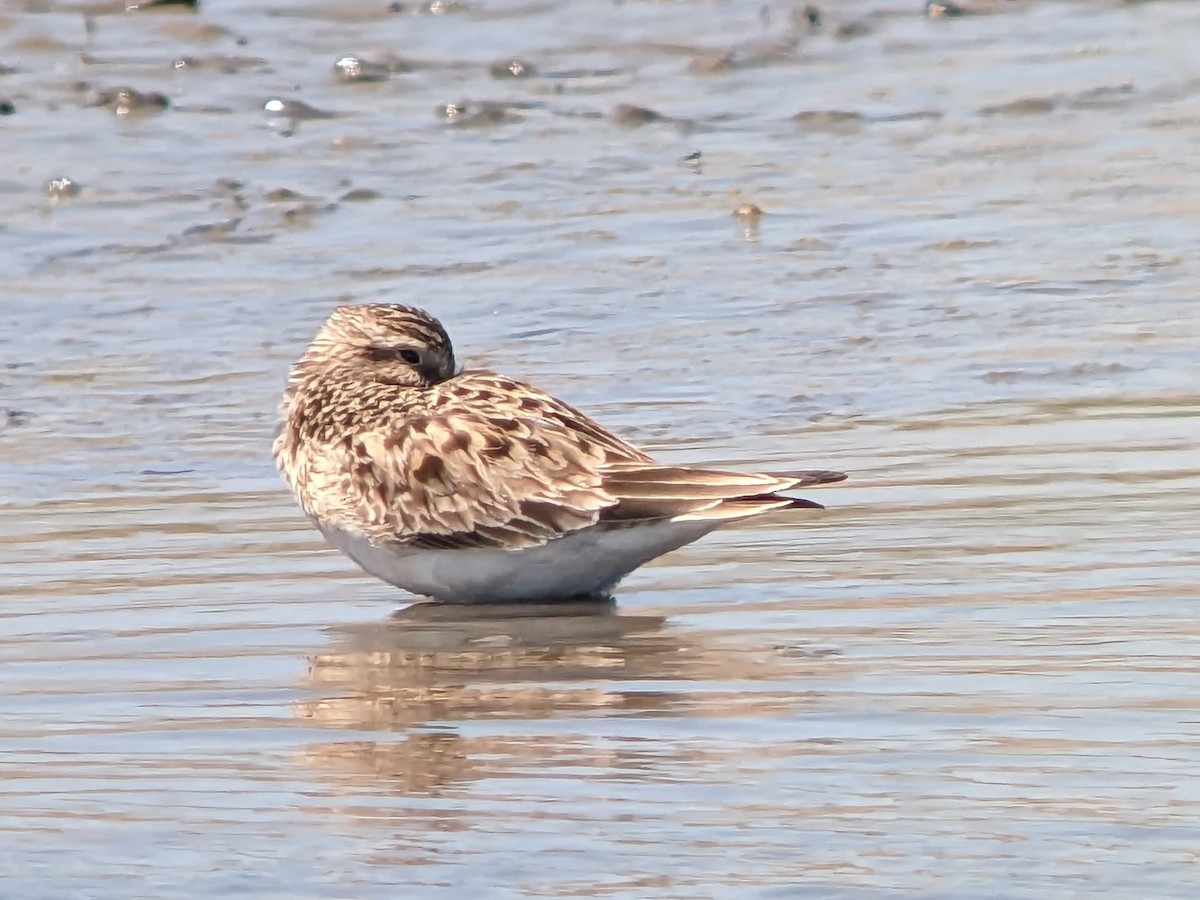 Baird's Sandpiper - ML556980051