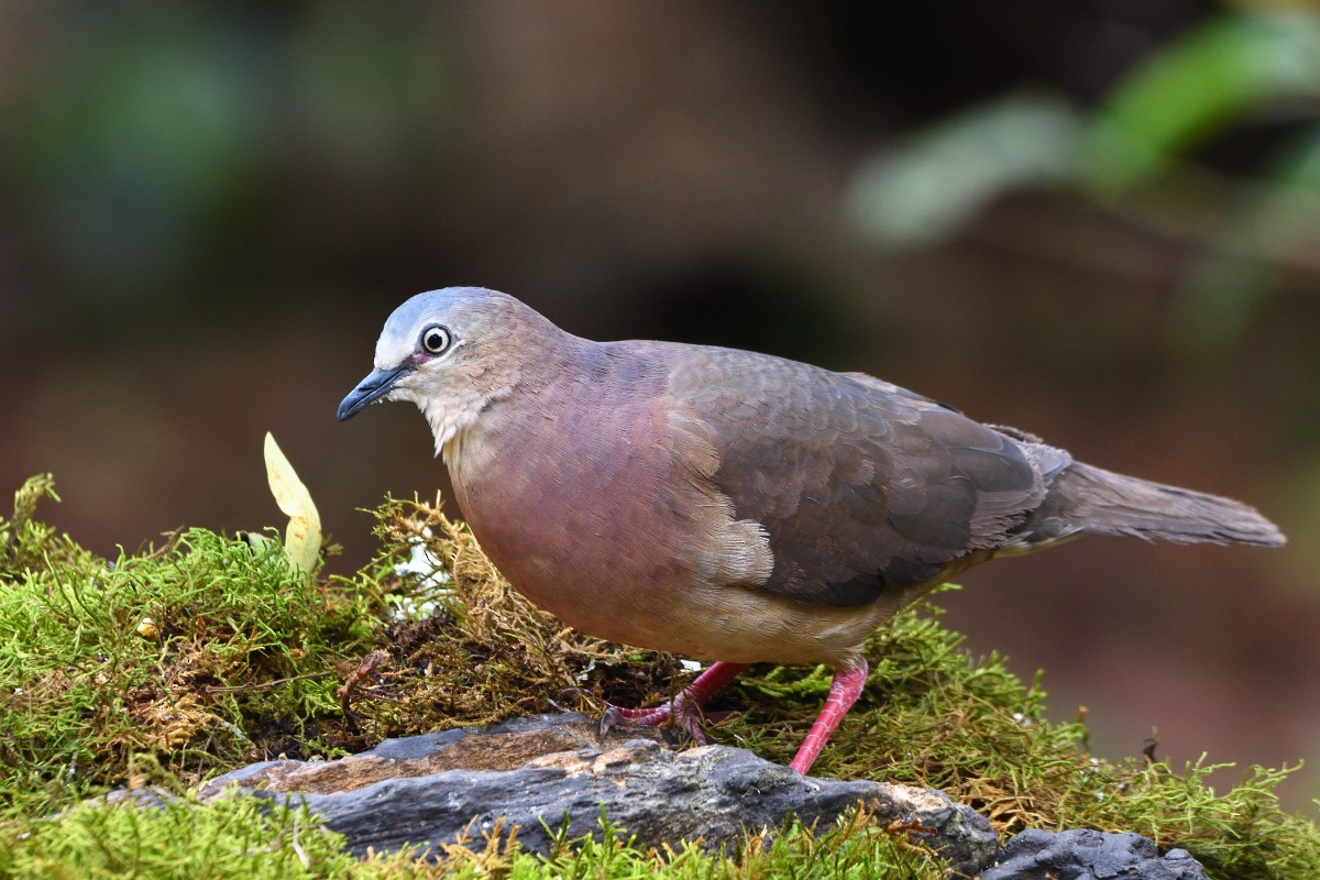 Tolima Dove - ML556980321