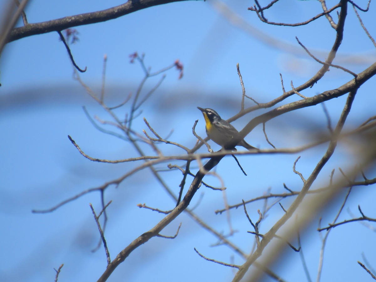 Yellow-throated Warbler - ML556981701