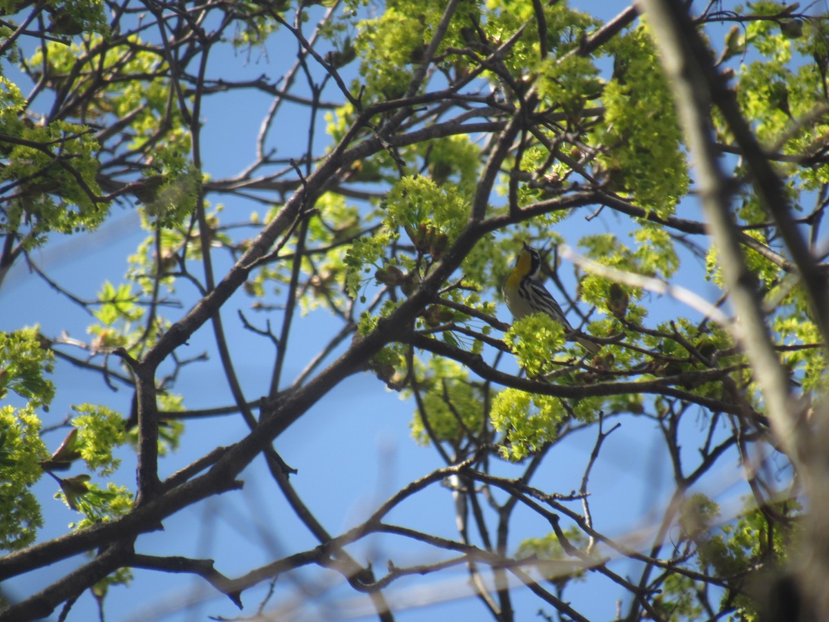 Yellow-throated Warbler - ML556981711