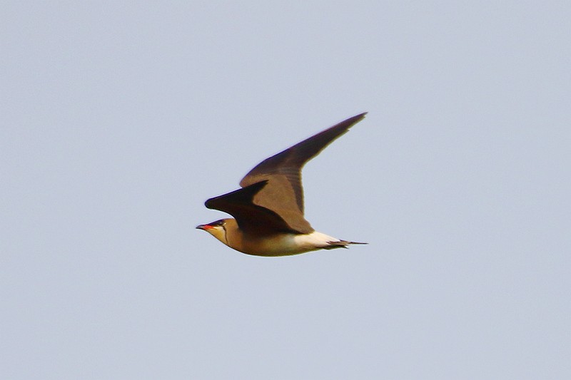 Oriental Pratincole - ML55698221