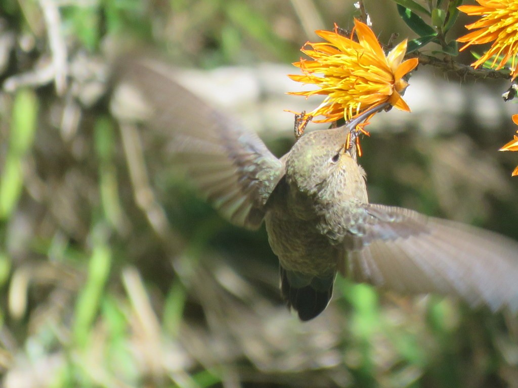 White-sided Hillstar - ML556982851