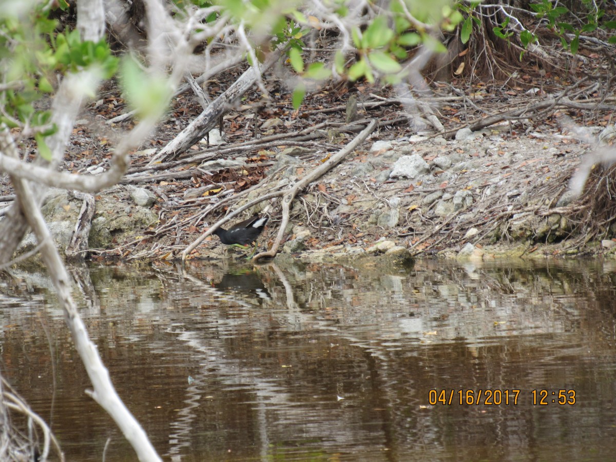 Common Gallinule - Vivian F. Moultrie