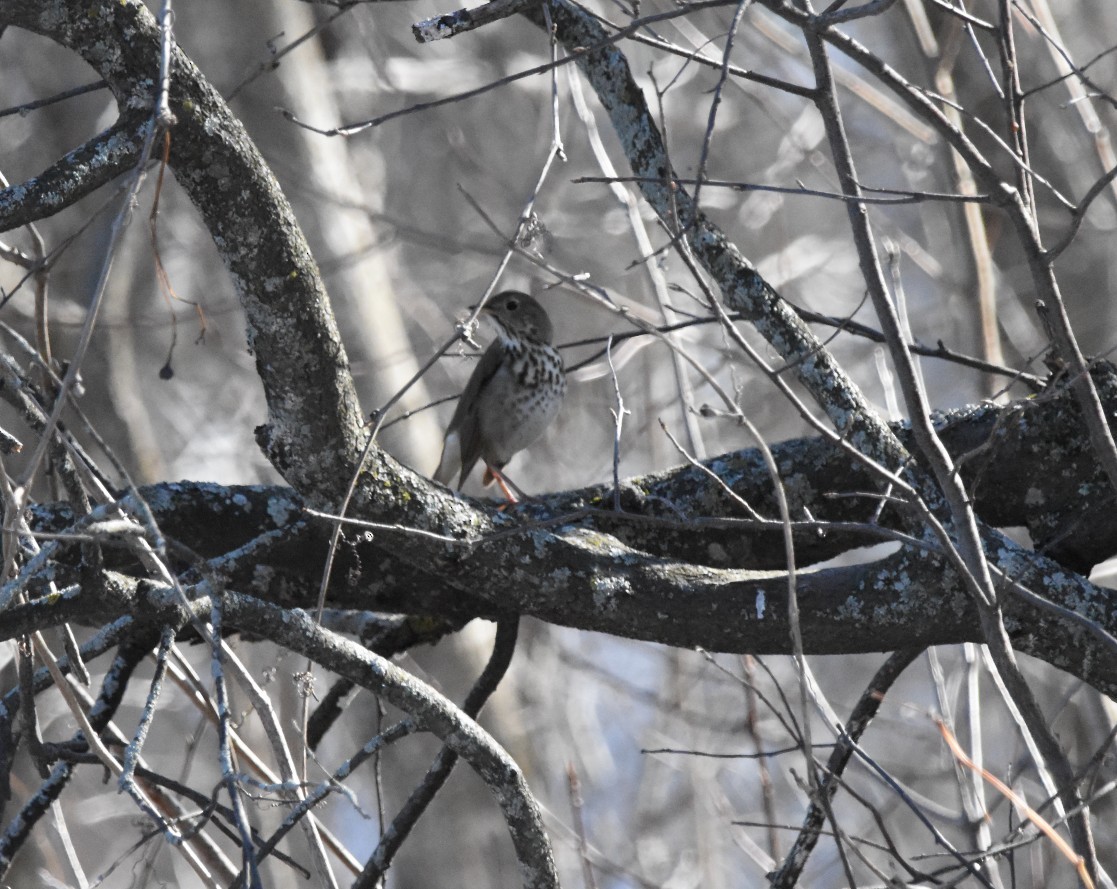 Hermit Thrush - ML556985101