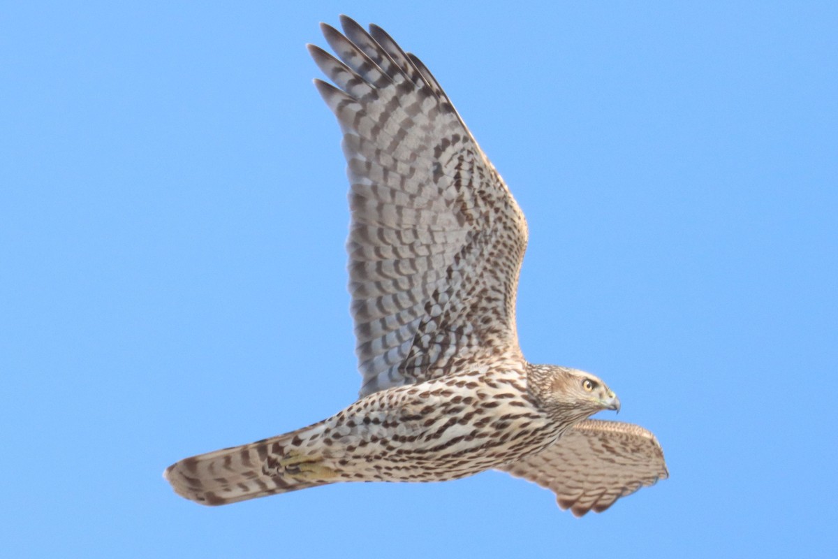 American Goshawk - ML556985441