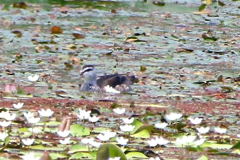 Cotton Pygmy-Goose - ML55698591